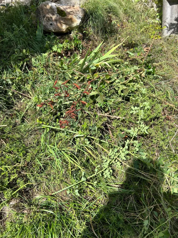 Entretien jardin Saint Ismier